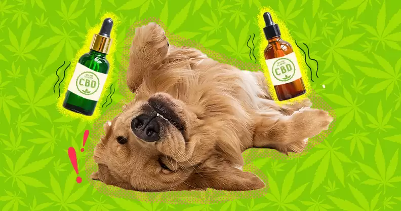 top rated cbd oil for dogs in canada