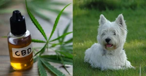 CBD Oils for Dogs in Canada: Which Brands Are the Best for Anxiety, Pain, and Wellness?